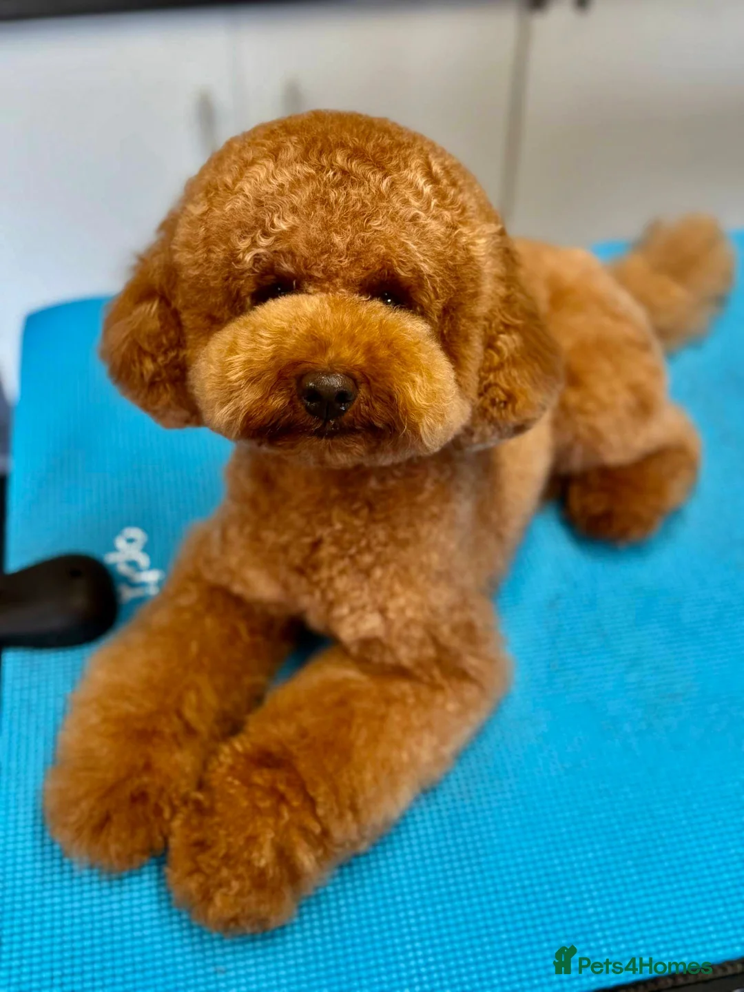 Cavapoo dogs for sale: Extensively DNA health tested and trained girl   - Advert 32