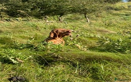 Hungarian Vizsla dogs for sale: Wirehaired Vizsla’s - Image 4