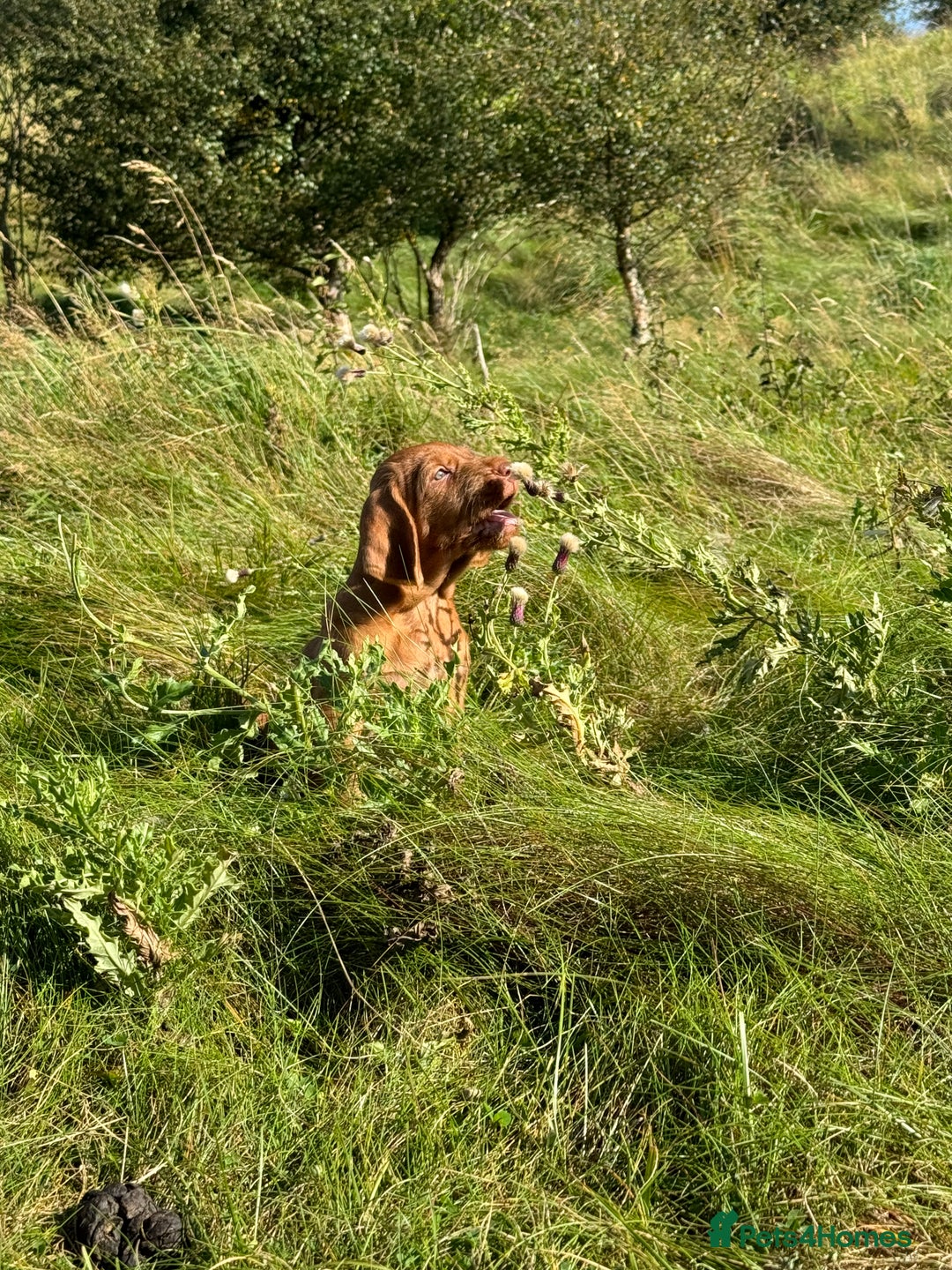 Hungarian Vizsla dogs for sale: Wirehaired Vizsla’s - Image 4