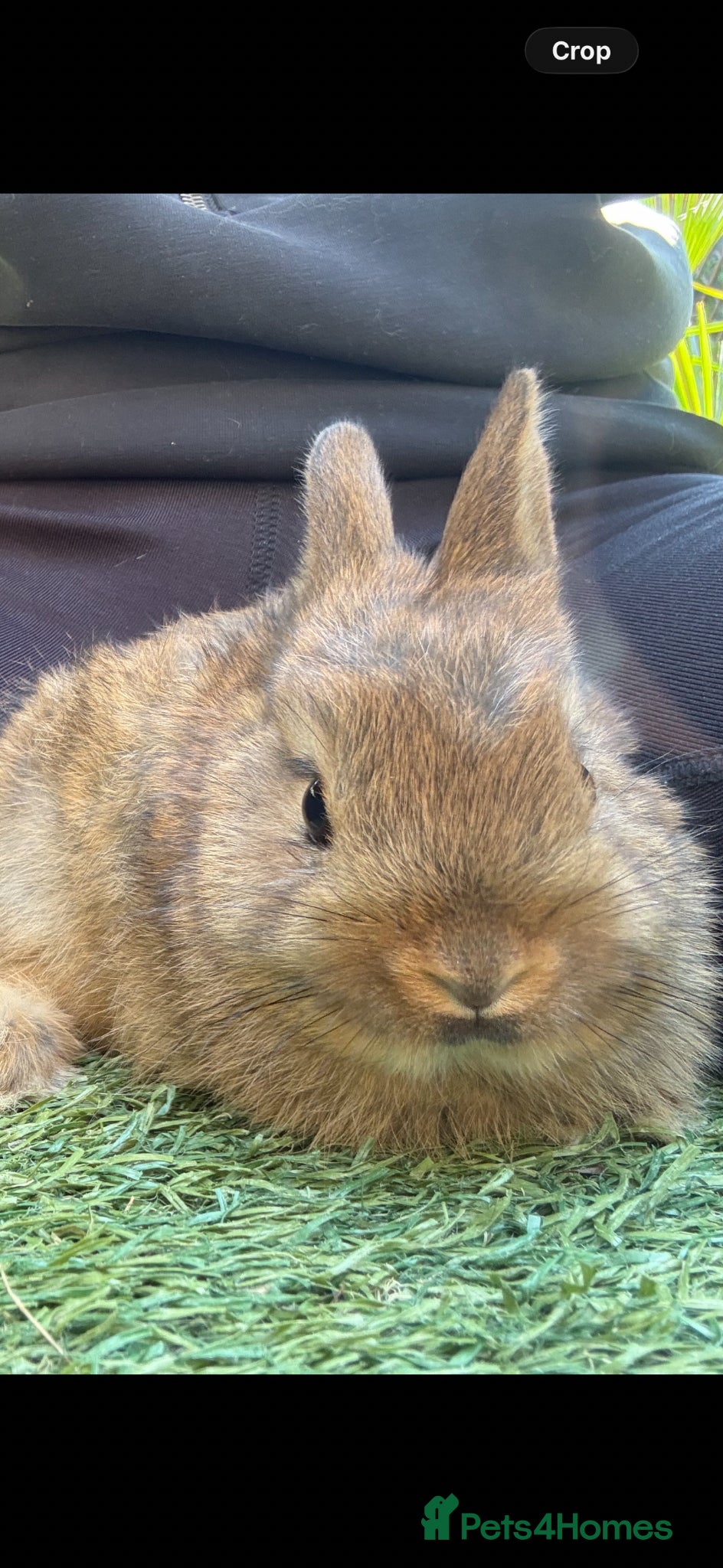 Mixed Breed rabbits Selection of young rabbits  - Advert 2
