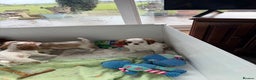 Cavalier King Charles Spaniel dogs for sale: Kc registered cavalier king charles puppies - Advert 19