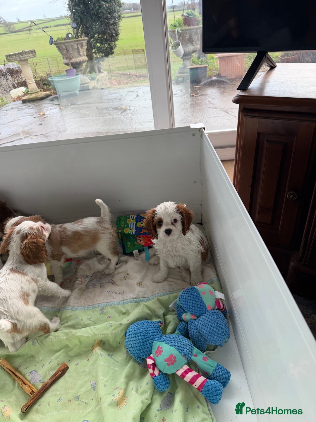Cavalier King Charles Spaniel dogs for sale: Kc registered cavalier king charles puppies - Advert 19