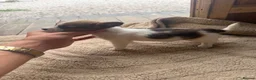 Jack Russell dogs for sale: Short legged, smooth coat/long coat jack russels in Burton-on-Trent - Advert 2