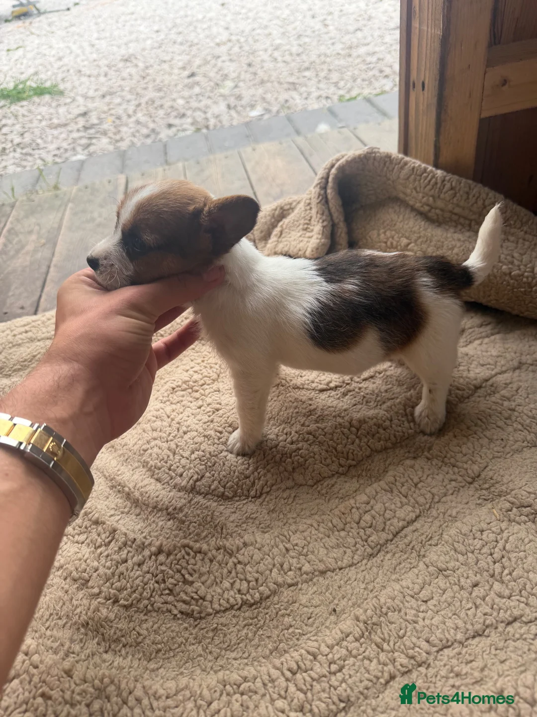 Jack Russell dogs for sale: Short legged, smooth coat/long coat jack russels in Burton-on-Trent - Advert 2