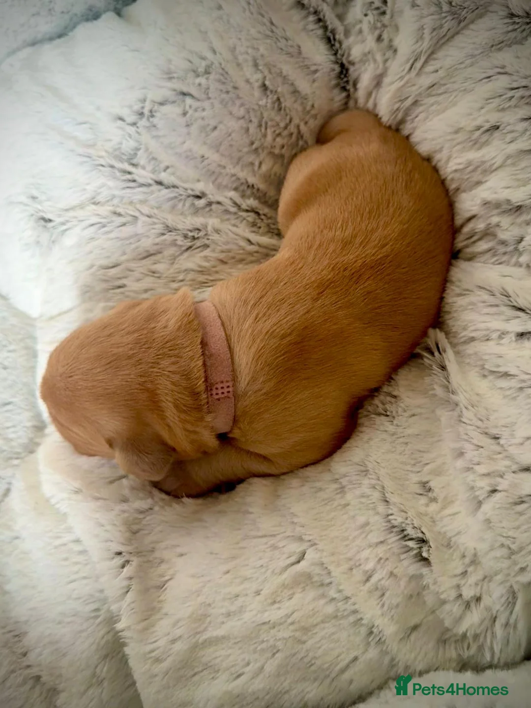 Labrador Retriever dogs for stud: Stunning Fox Red Labrador (Stud) PEDIGREE PROVEN - Advert 11