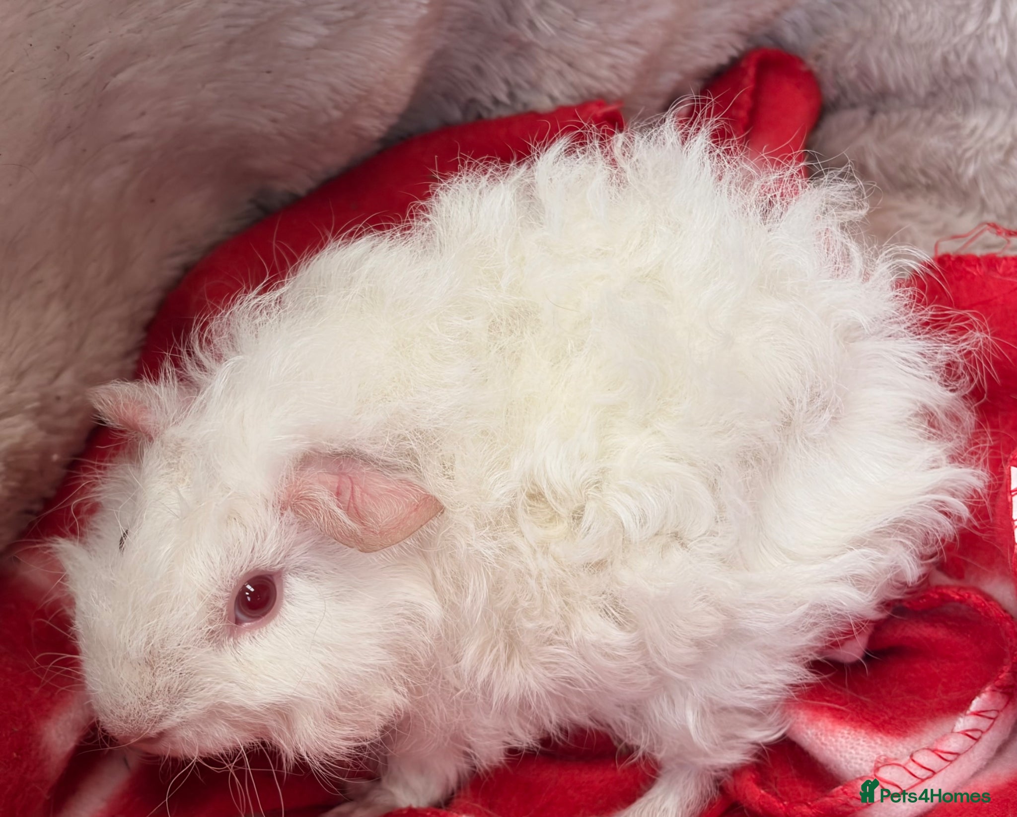 Guinea Pig rodents for sale: BEAUTIFUL BABY BOY GUINEA PIGS - Advert 7