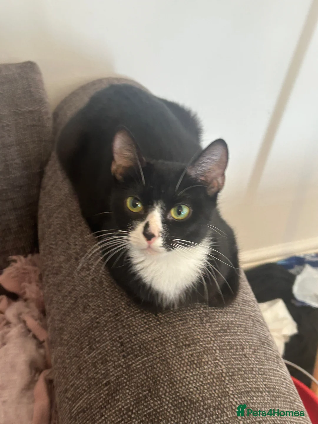 Mixed Breed cats for sale: 3 beautiful kittens ready  - Advert 2