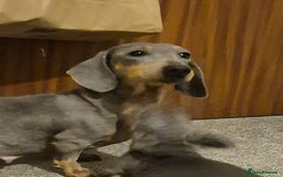 Dachshund dogs for sale: Beautiful dachshund puppies - Image 10