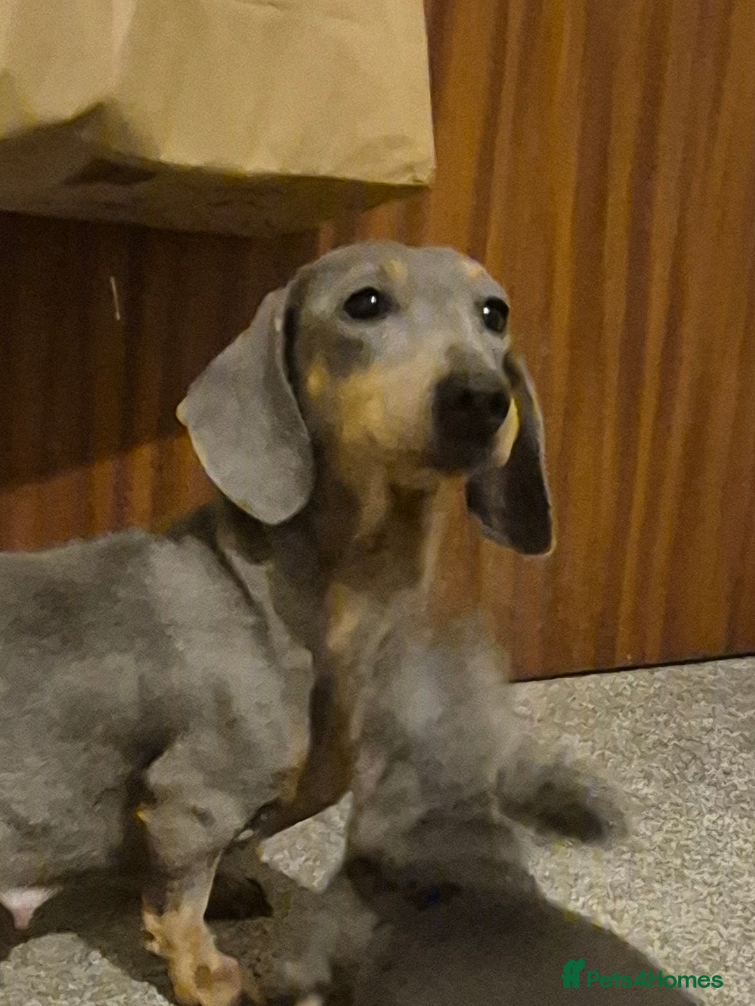 Dachshund dogs for sale: Beautiful dachshund puppies - Image 10