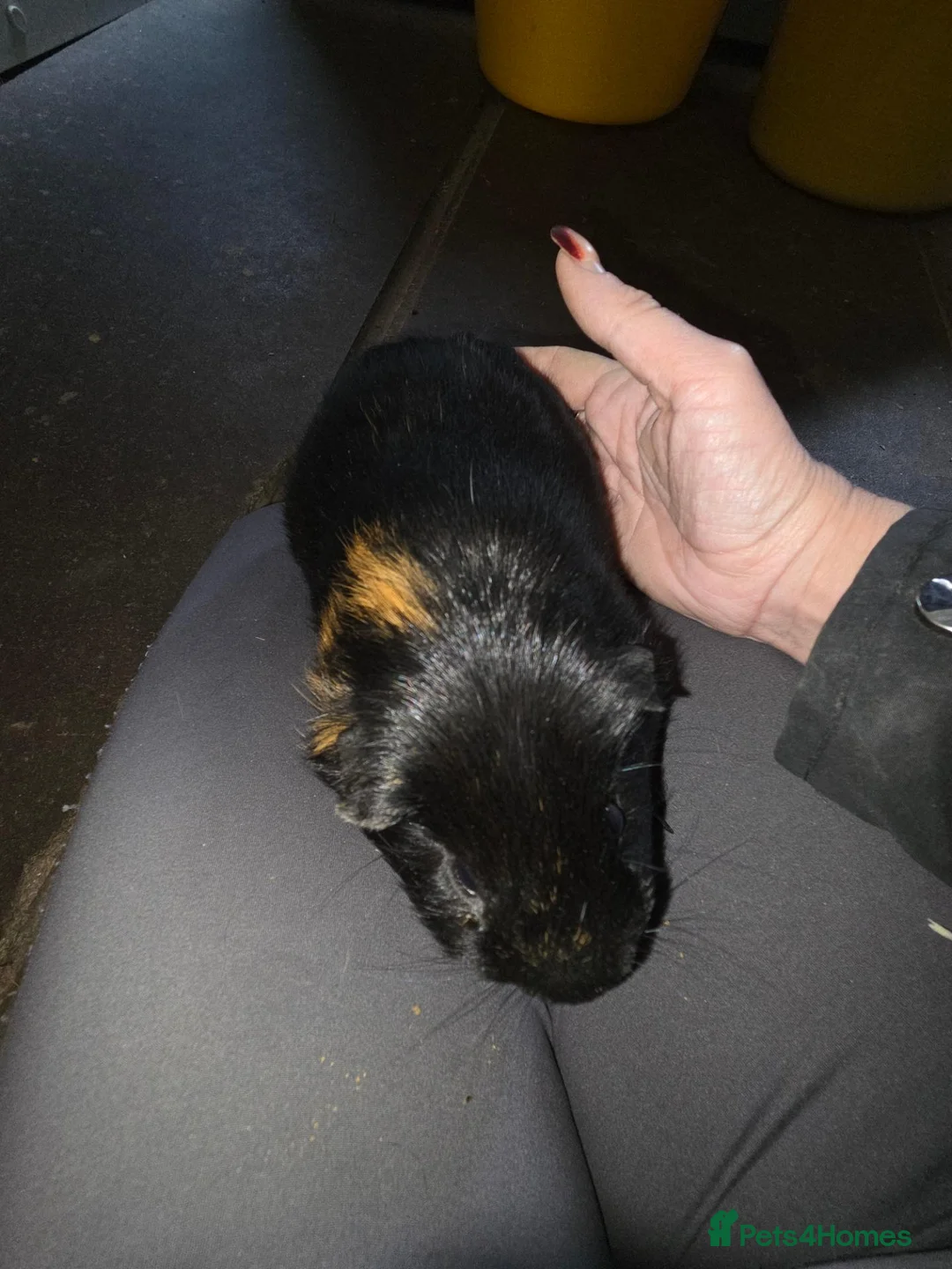 Mixed Breed rodents for sale: Mixed guinea pigs  - Advert 1