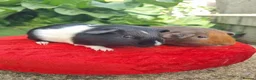 Guinea Pig rodents for sale: Pair of Male Guinea Pigs  - Advert 2