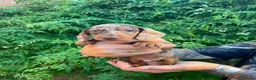Dachshund dogs for sale: Beautiful litter of Rainbow Puppies - Advert 17