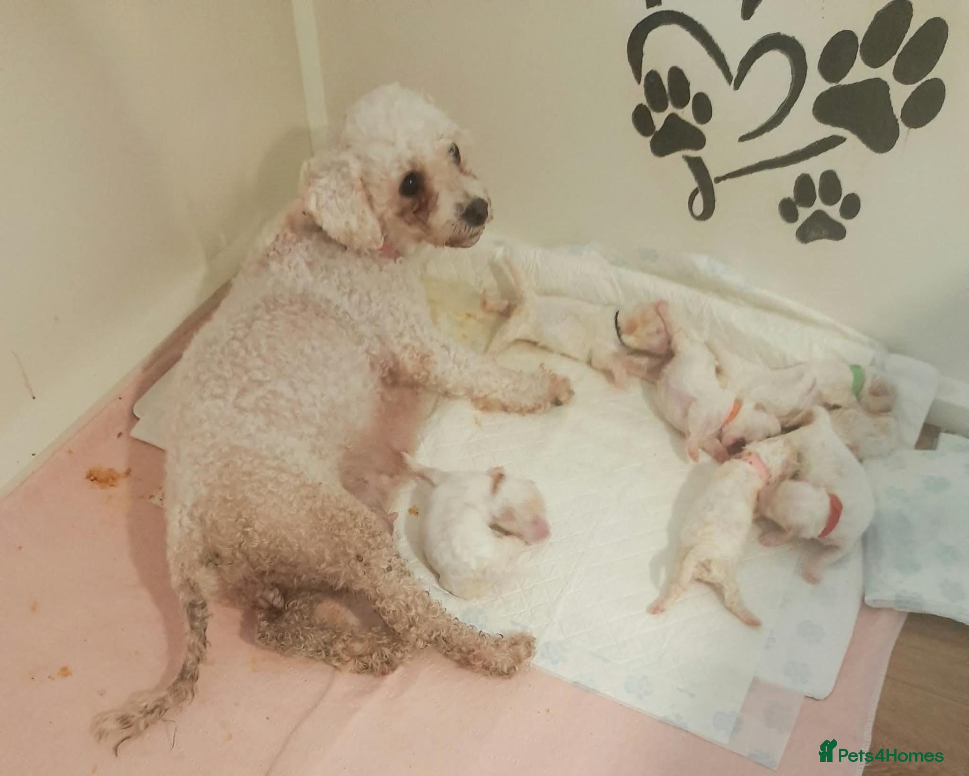Bichon Frise dogs Cilla and Alfie have had puppies  - Advert 1
