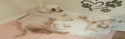 Bichon Frise dogs for sale: Cilla and Alfie have had puppies  - Advert 1