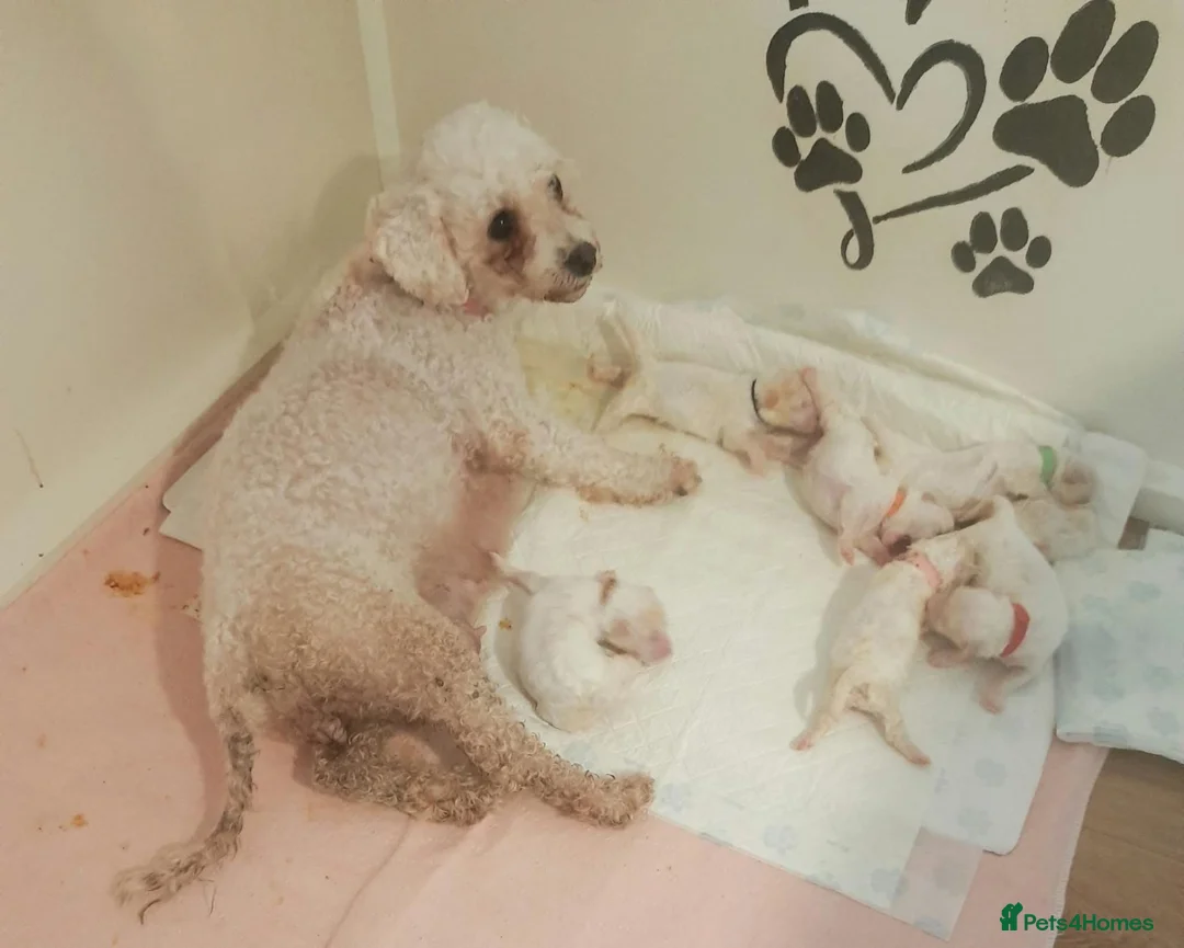 Bichon Frise dogs for sale: Cilla and Alfie have had puppies  - Advert 1