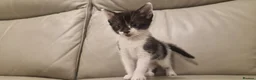 Mixed Breed cats for sale: Stunning tuxedo purebred female  - Advert 2