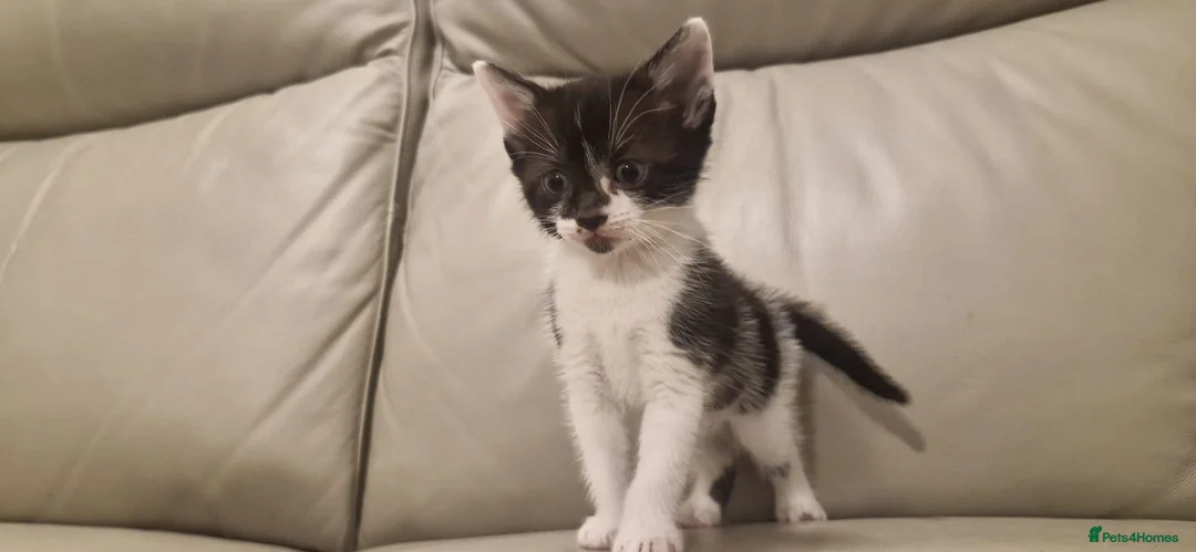 Mixed Breed cats for sale: Stunning tuxedo purebred female  - Advert 2