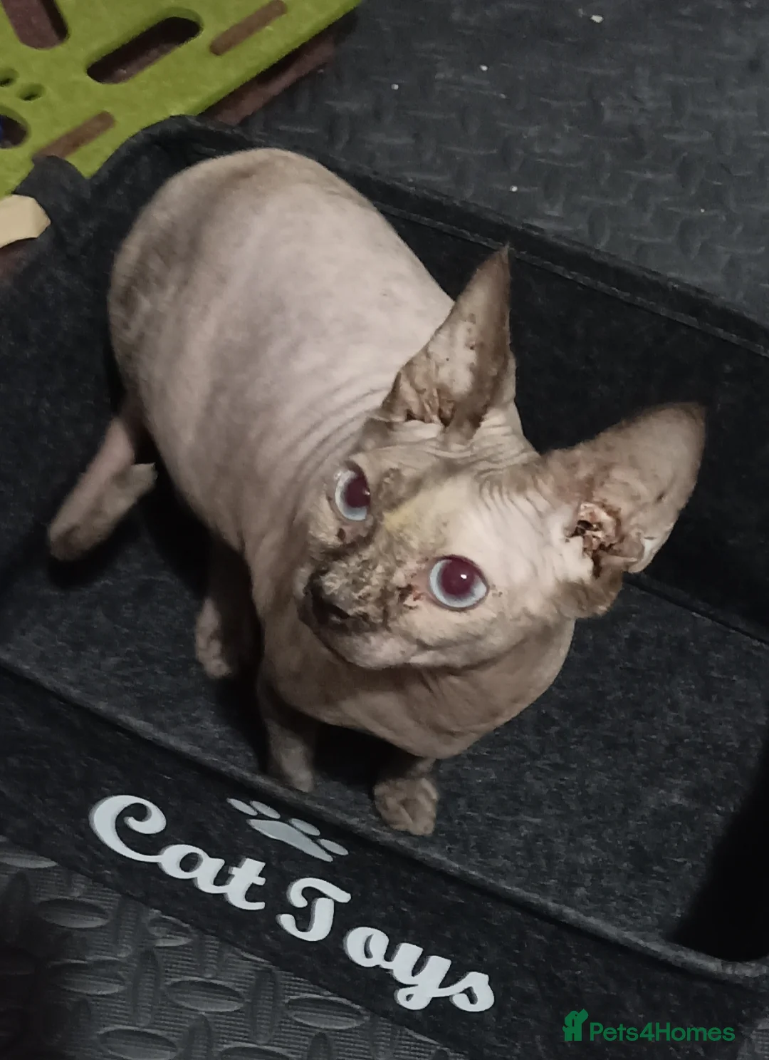 Sphynx cats for sale: ADORABLE PEDIGREE MALE SPHYNX KITTENS  - Advert 5