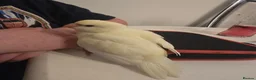 Parakeets birds for sale: Kakariki babies  - Advert 26