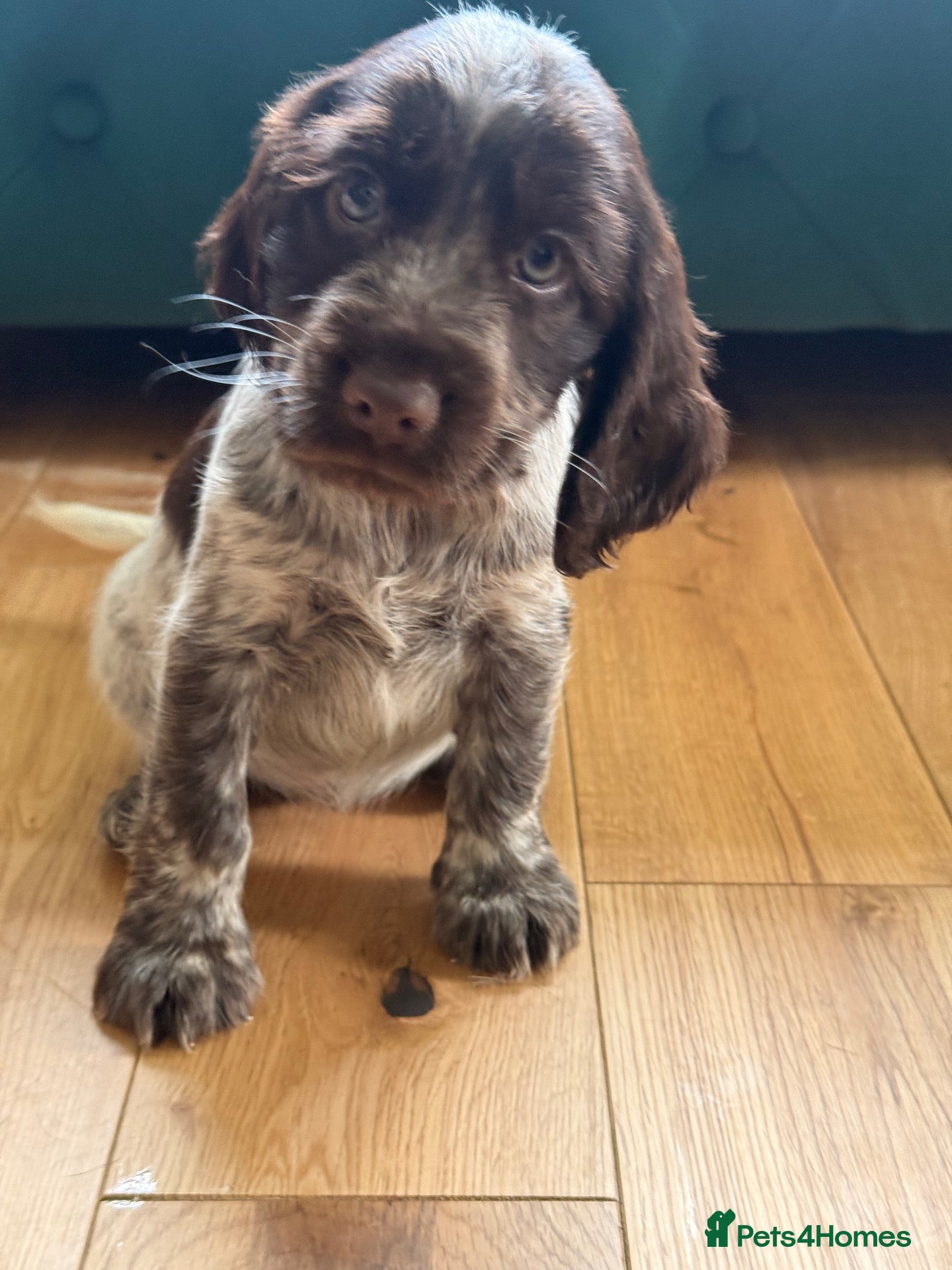 Cocker Spaniel dogs Show cocker spaniels  - Advert 1