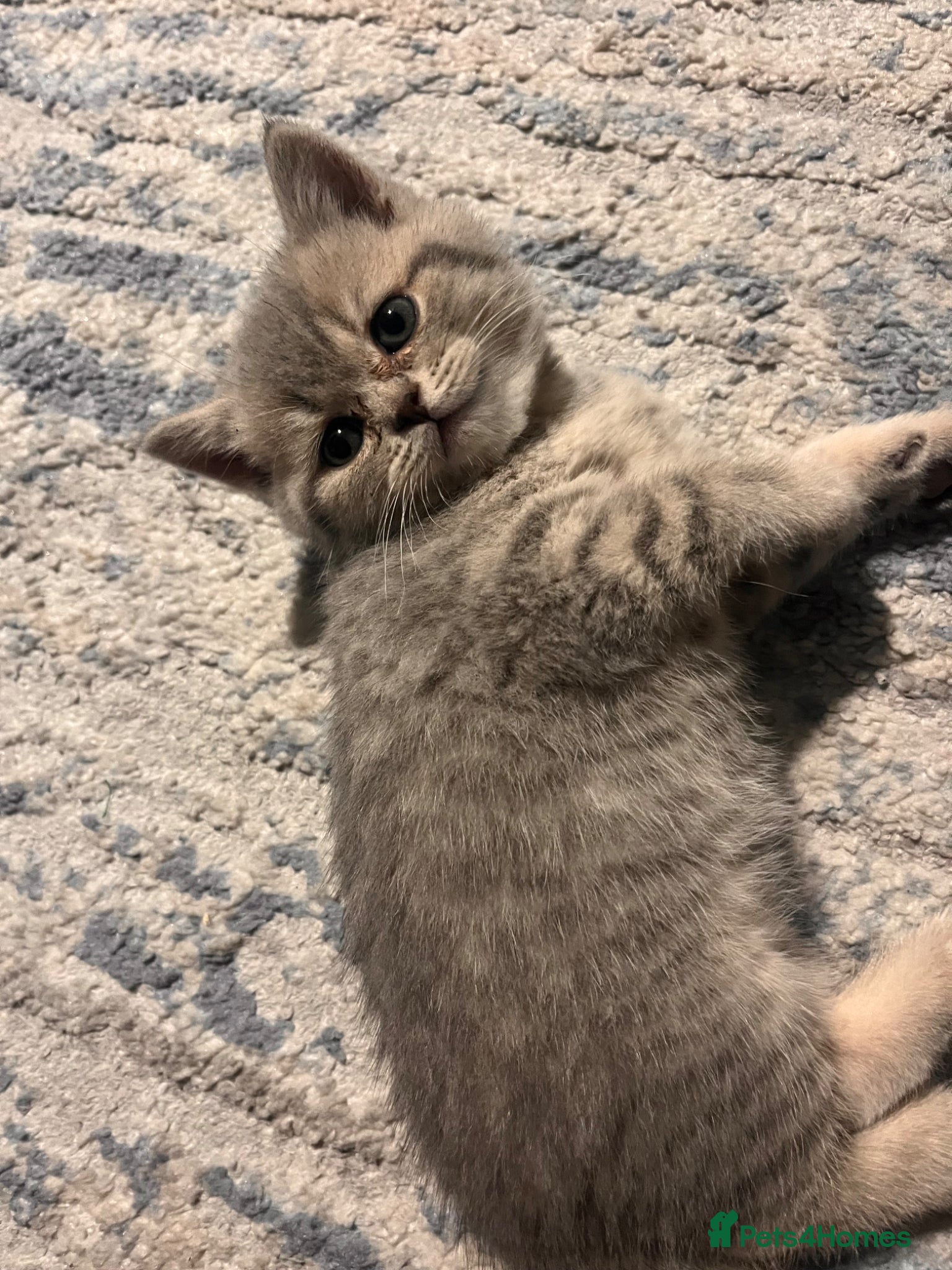 Scottish Fold cats Scottish fold/straight kittens  - Advert 4