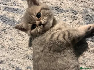 Scottish Fold cats Scottish fold/straight kittens - Advert 4