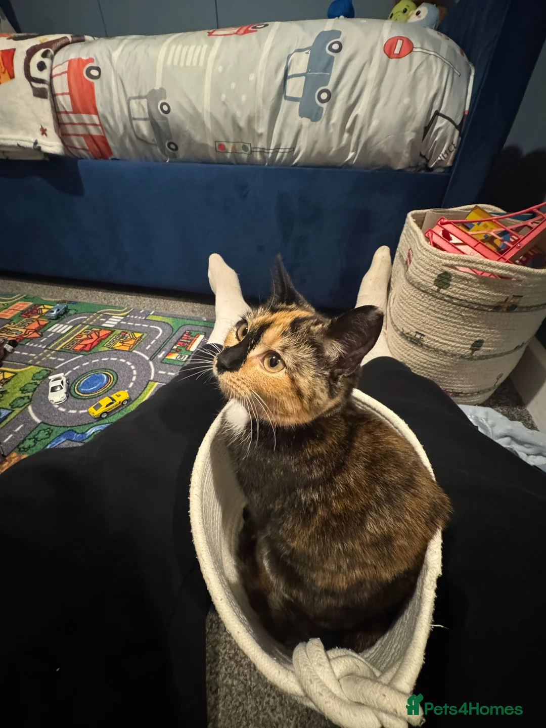 Mixed Breed cats for sale: Tortoise shell female - Advert 3