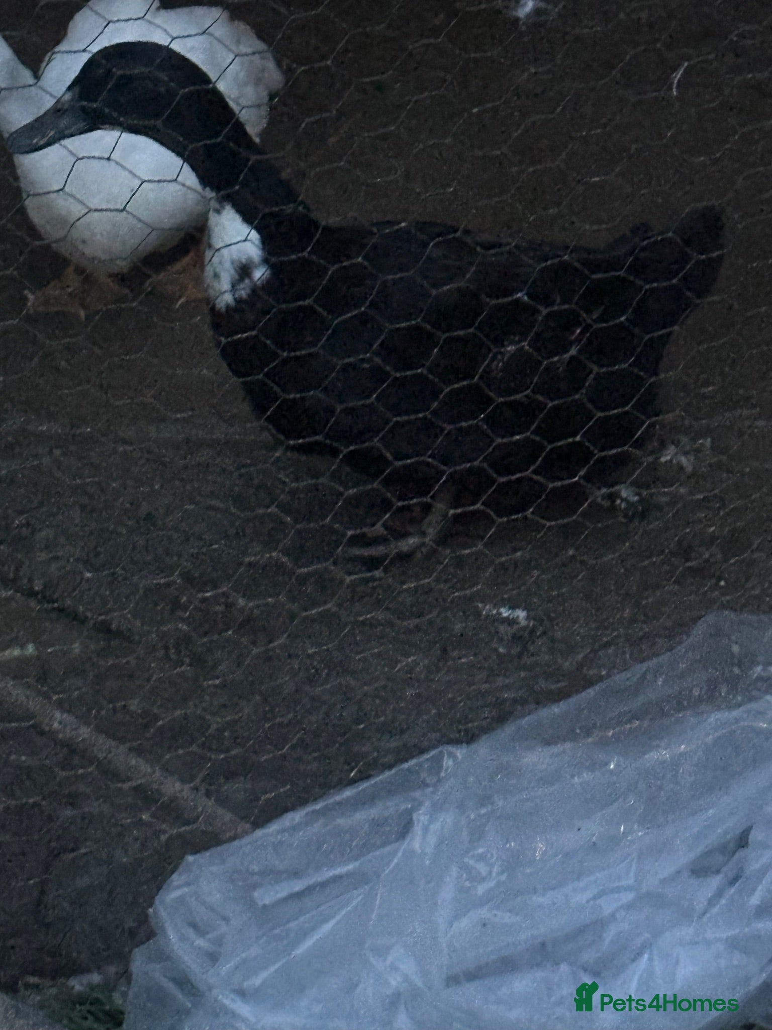 Ducks poultry One Black Swedish duck  female  - Advert 10