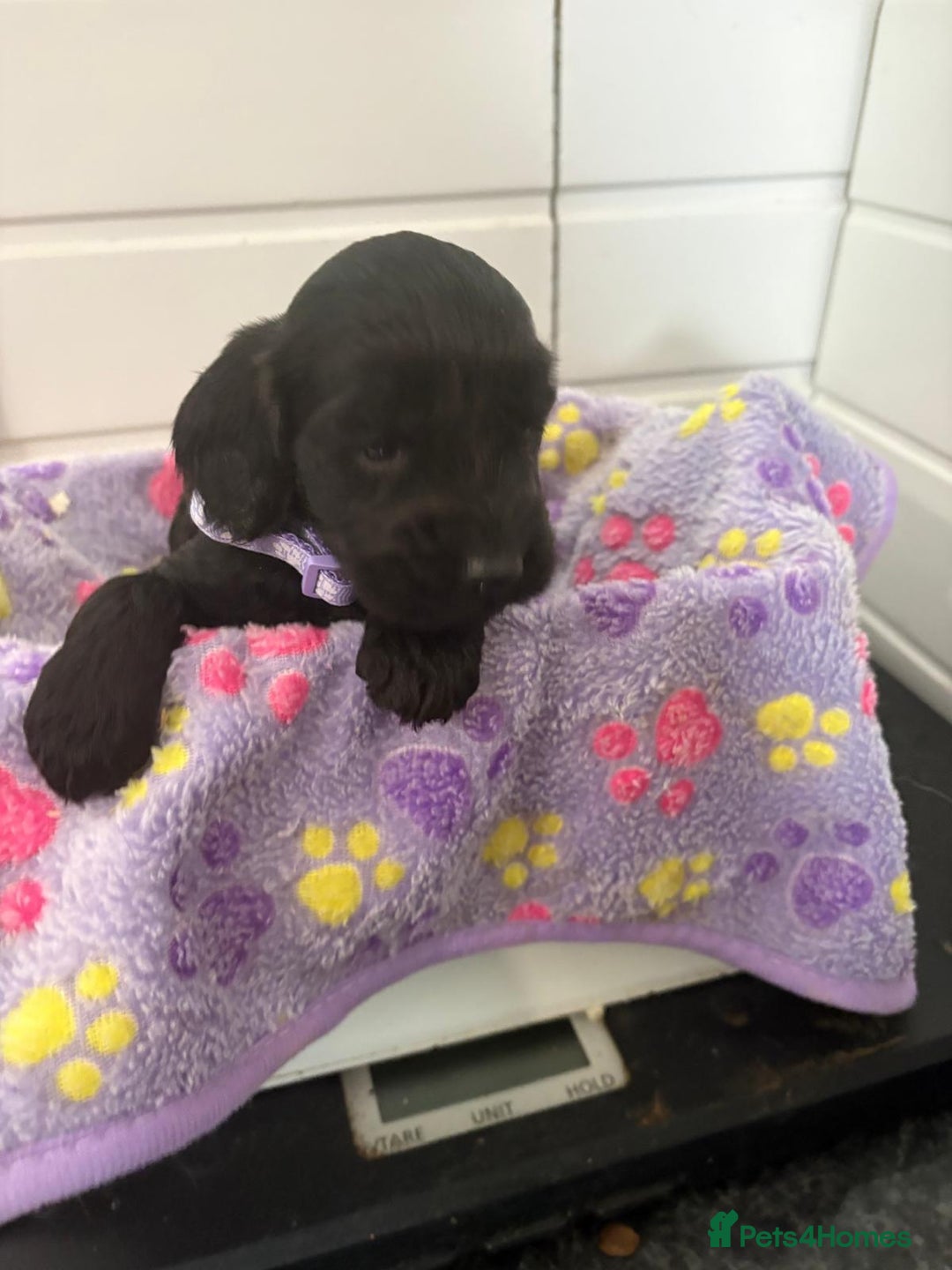 Cockapoo dogs for sale: 5 cockapoo puppy ready 13nov  - Image 30