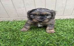 Cockapoo dogs for sale: Gorgeous cockapoo puppies - Image 26