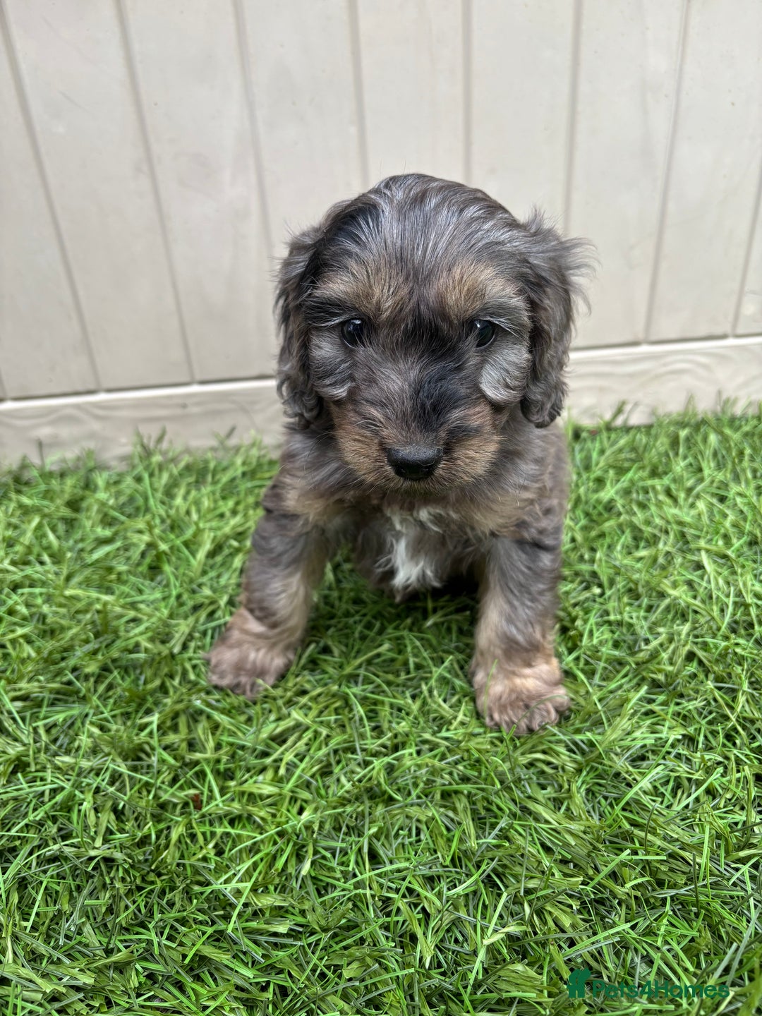 Cockapoo dogs for sale: Gorgeous cockapoo puppies - Image 26