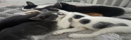 Mixed Breed cats for sale: 3 x Kittens for Sale  - Advert 3