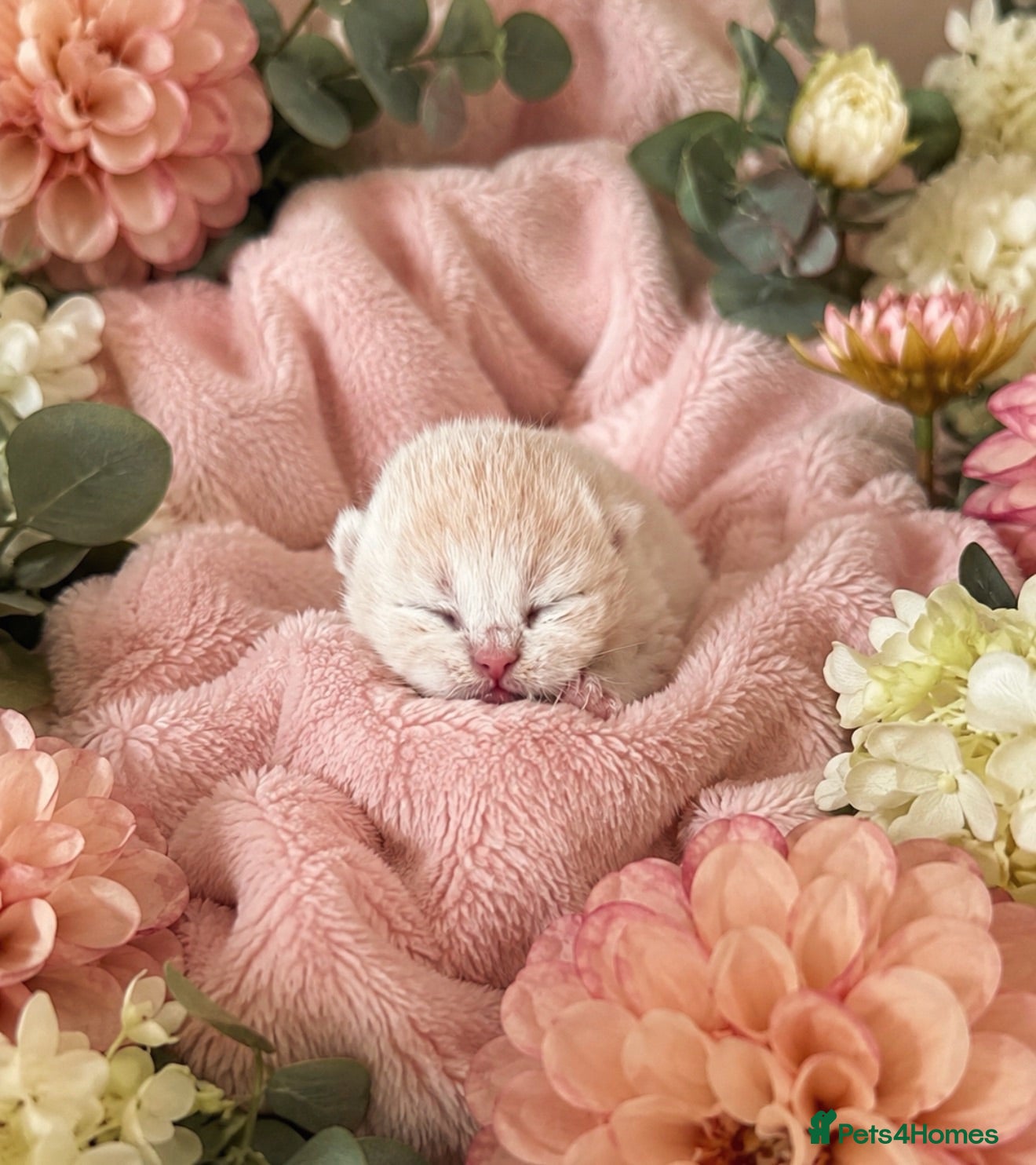 British Shorthair cats Exceptional Champion GCCF British shorthair kitten - Advert 2