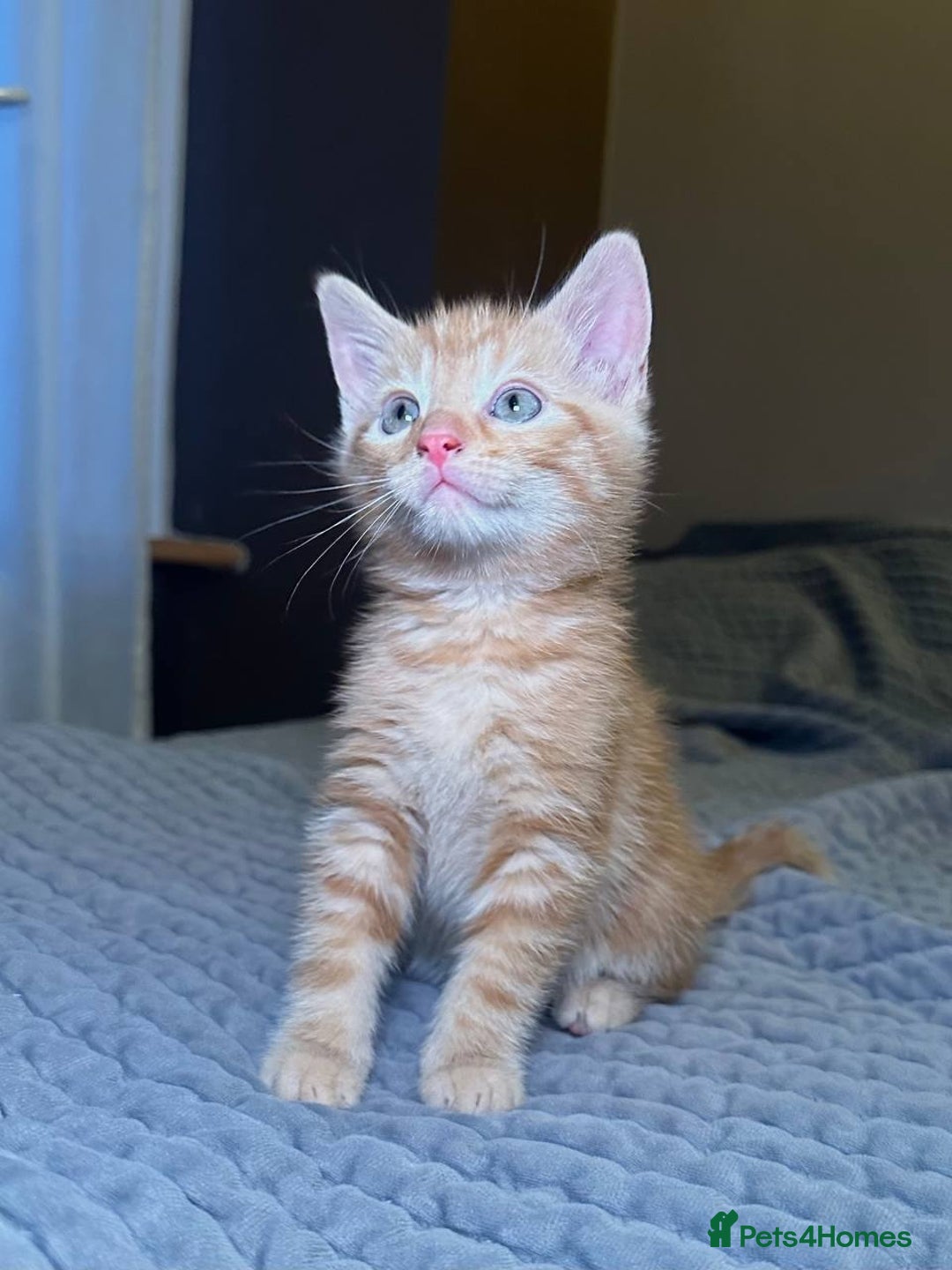 Domestic Shorthair cats for sale: 6 kittens - ready to move to new loving families - Advert 20