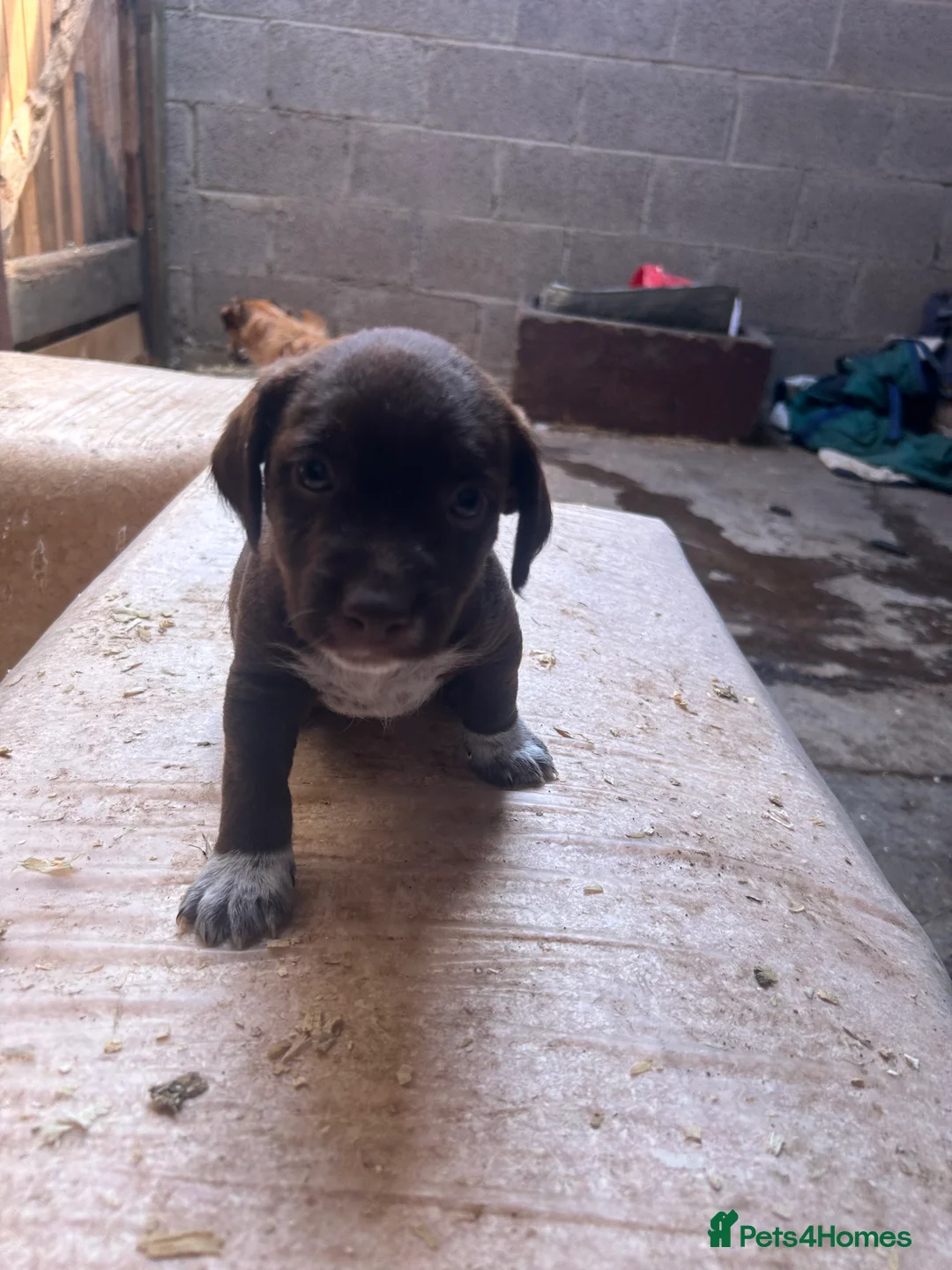 Mixed Breed dogs for sale: Terrier x collie pups  in Stockton-on-Tees - Advert 2