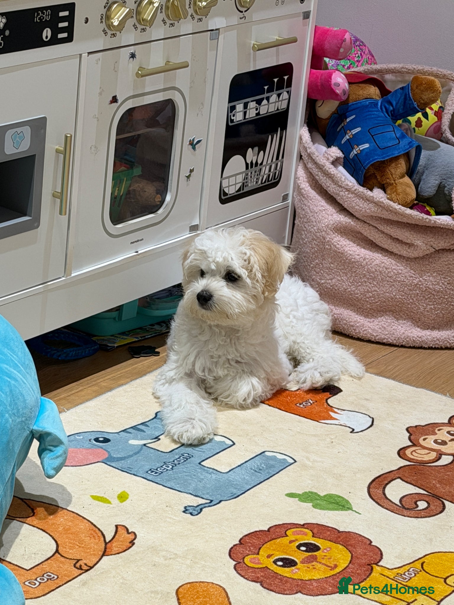 Bichon Frise dogs Male Bichon Frise puppy for sale - Advert 1