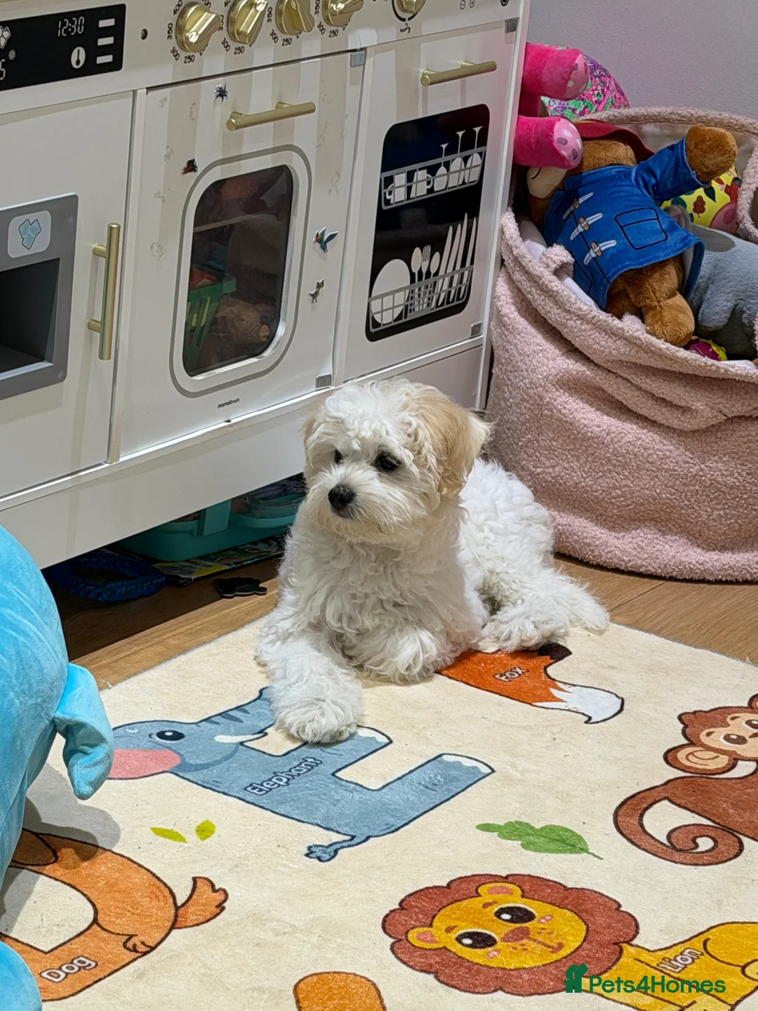 Bichon Frise dogs for sale: Male Bichon Frise puppy for sale - Advert 1