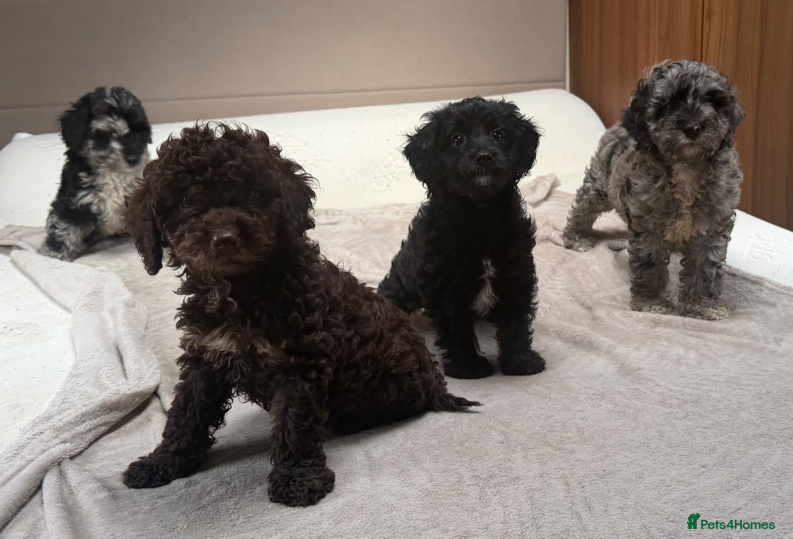 Cockapoo dogs Cockapoo pups available now - Advert 1