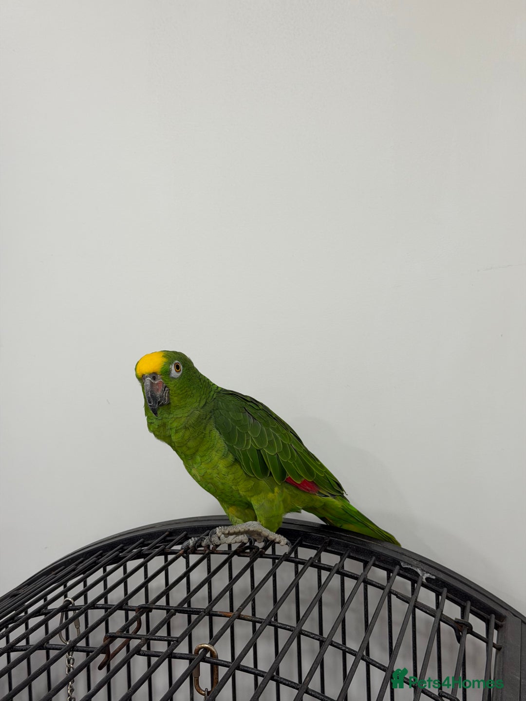 Parrots birds for sale: Panama Amazon - Advert 1