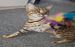 Bengal cats for sale: Intensively socialised bengal kittens - lap cats! in Scunthorpe - Image 14