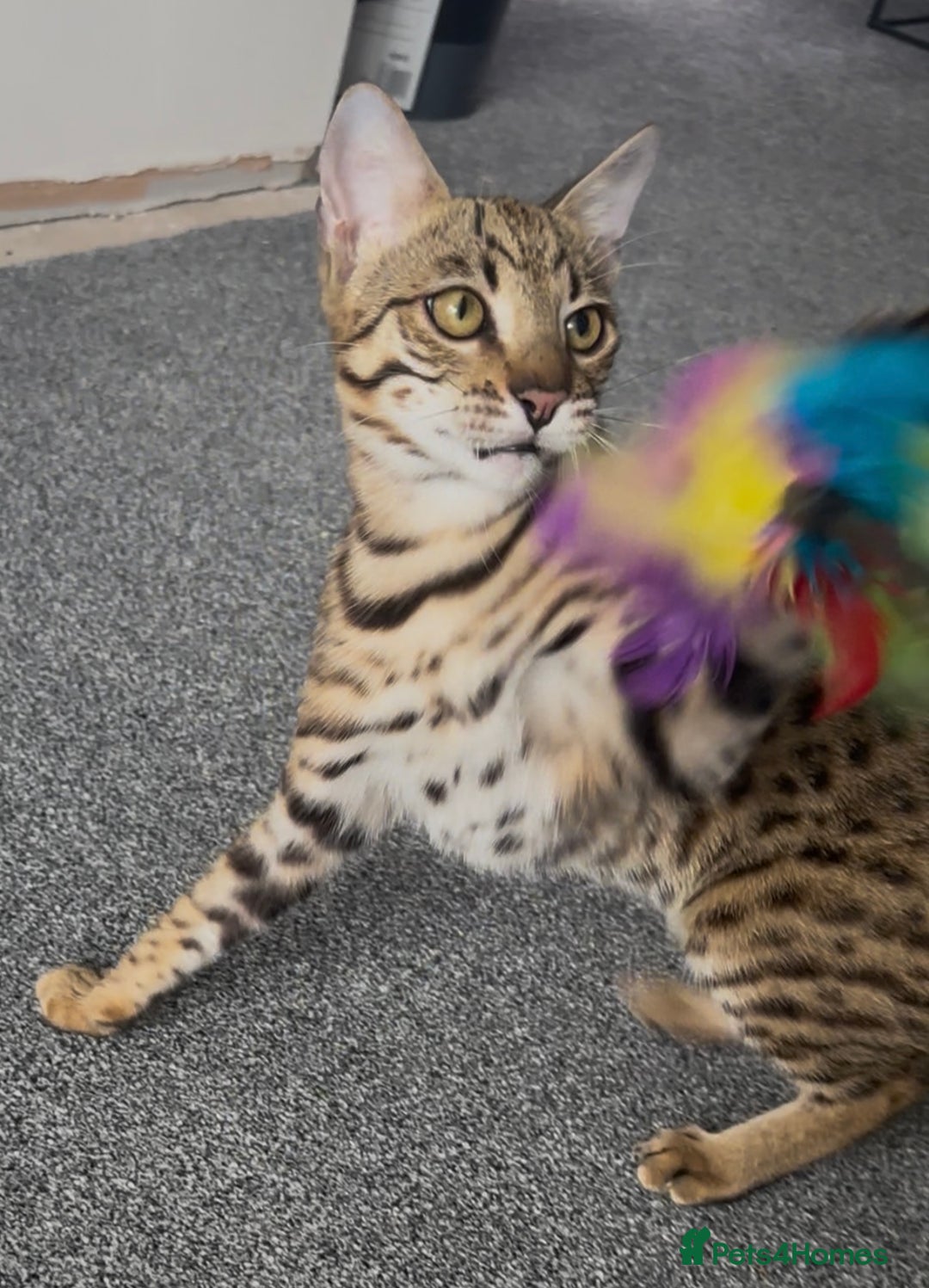 Bengal cats for sale: Intensively socialised bengal kittens - lap cats! in Scunthorpe - Image 14