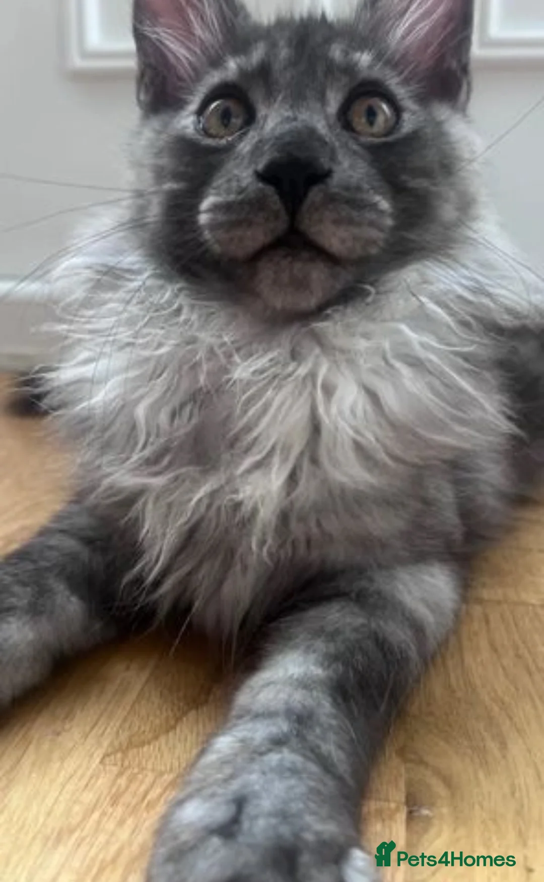 Maine Coon cats for stud: Maine Coon Stud (Russian line) in NOTTINGHAM  - Advert 8