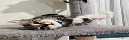 Mixed Breed cats for sale: Young mix tabby kitten - Advert 2