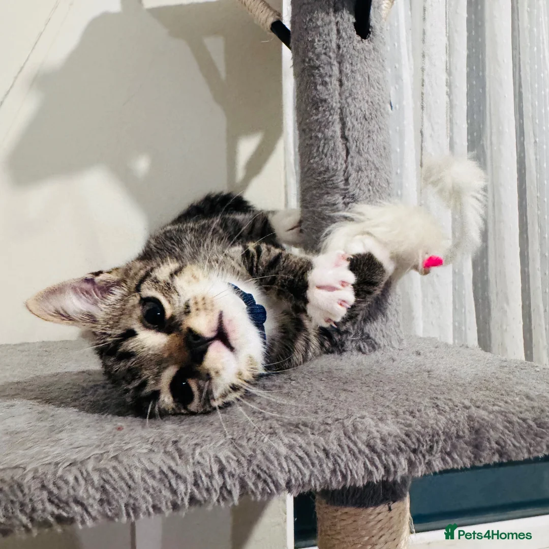 Mixed Breed cats for sale: Young mix tabby kitten - Advert 2