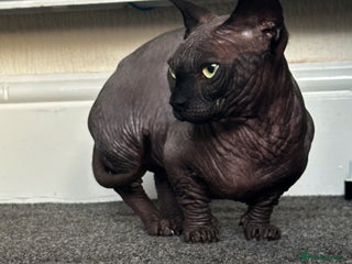 Sphynx cats Proven TICA Bambino sphynx for Stud - Advert 15