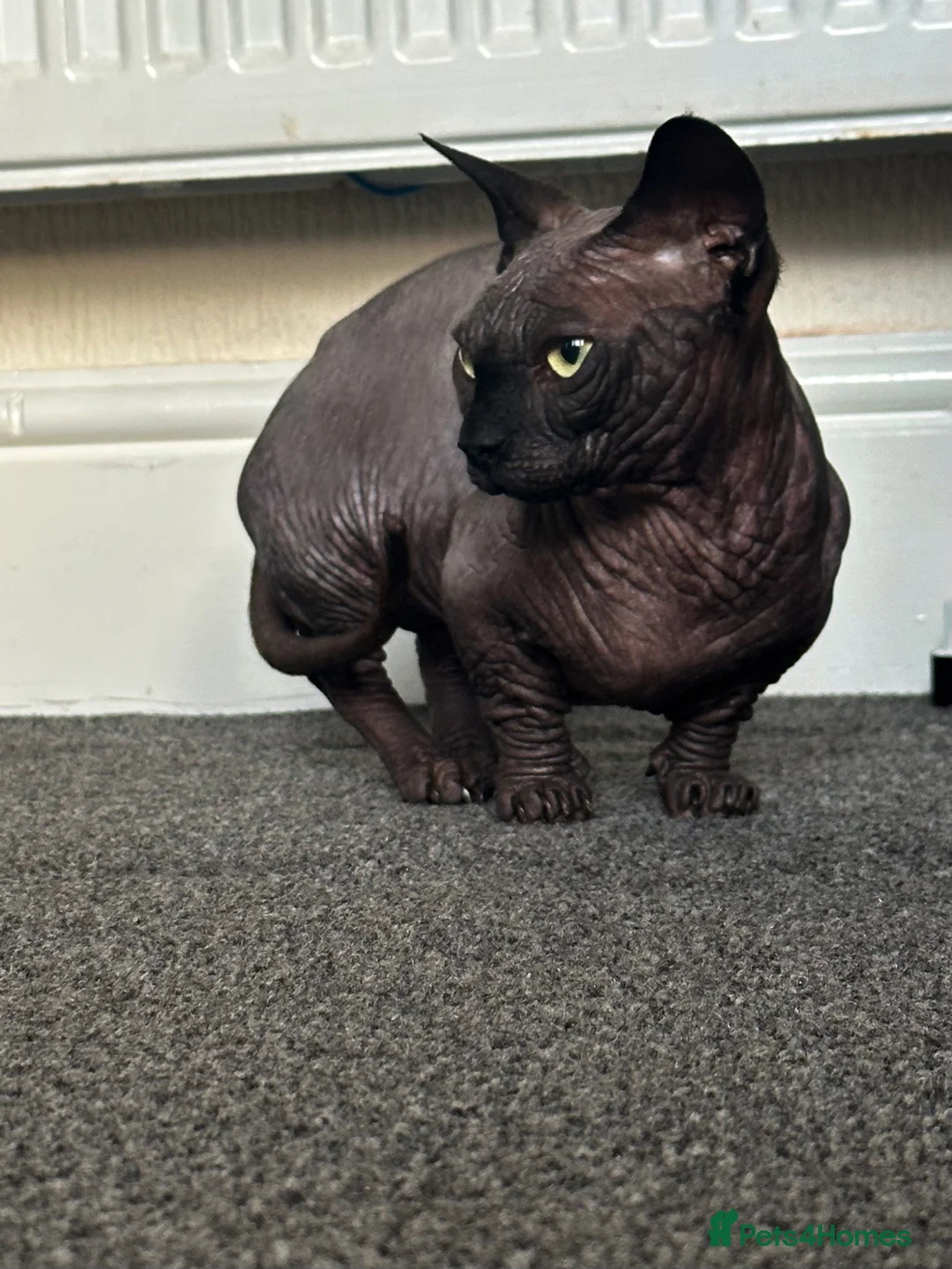 Sphynx cats for stud: Proven TICA Bambino sphynx for Stud  - Advert 3