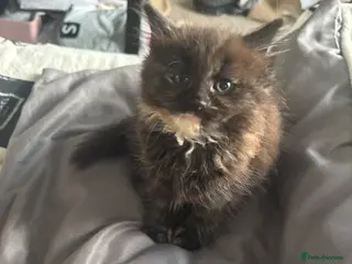Mixed Breed cats Female tortashell long hair kitten 8 weeks - Advert 4
