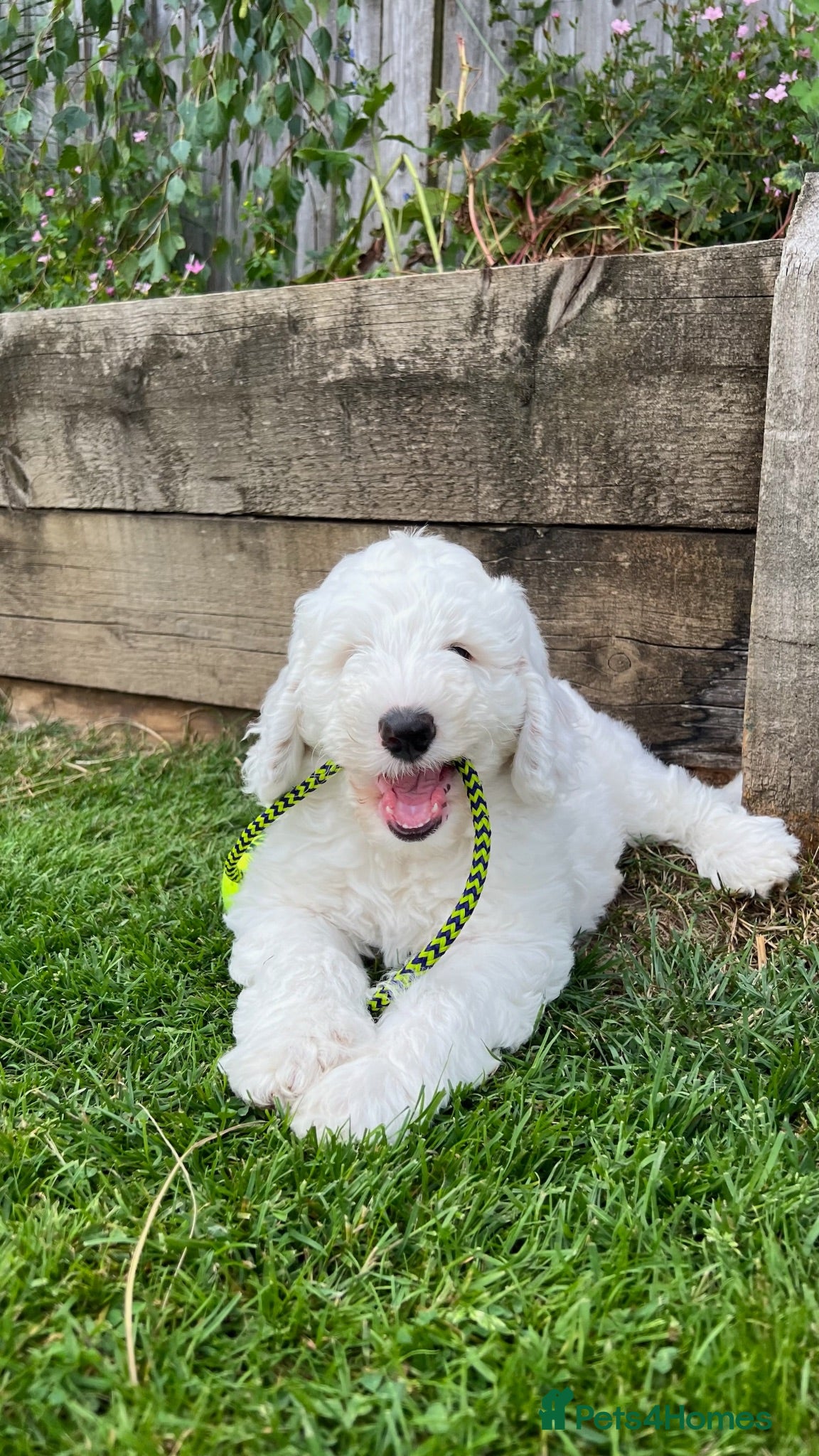 Australian Labradoodle dogs Australian Labradoodle Puppies, Ready to leave - Advert 2