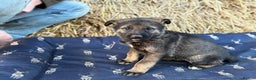 German Shepherd dogs for sale: German Shepherd x DDR GSD Puppies **READY TO GO* - Advert 12