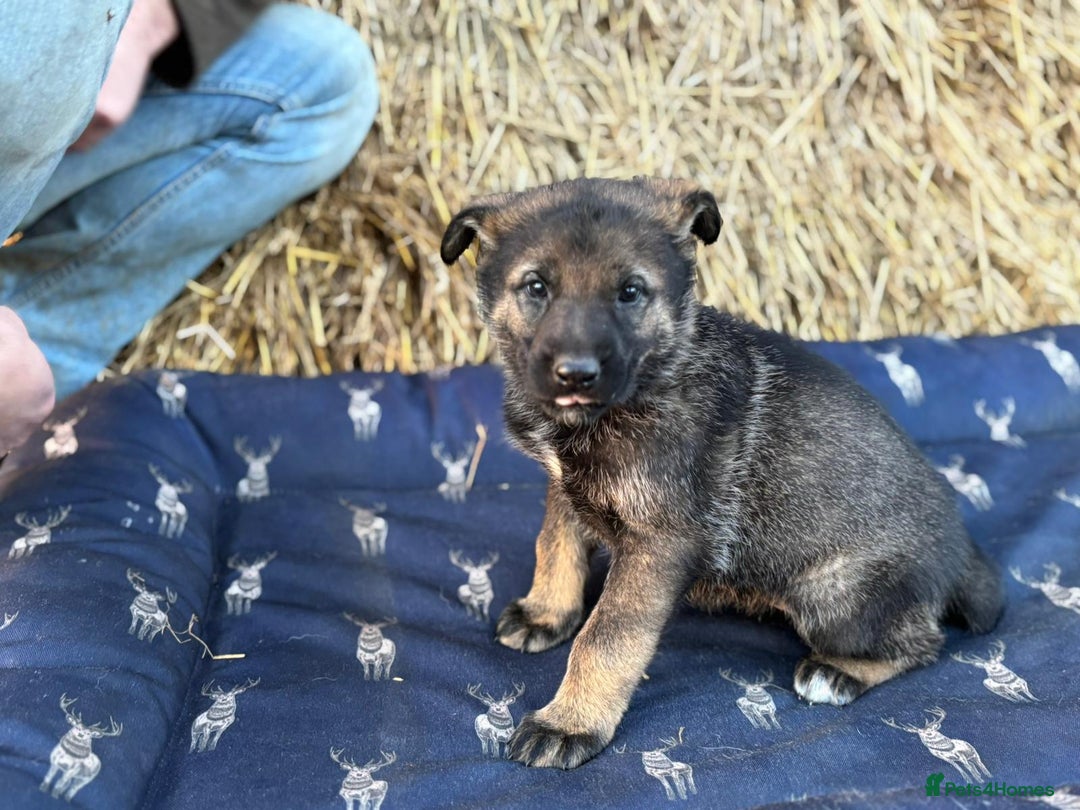 German Shepherd dogs for sale: German Shepherd x DDR GSD Puppies **READY TO GO* - Advert 12
